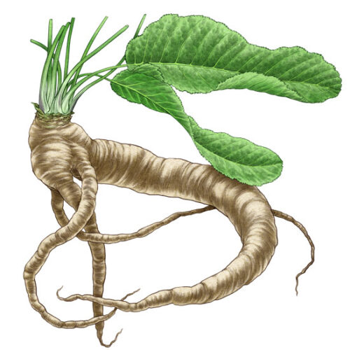 How to Grow Horseradish From StoreBought Roots Mother Earth News